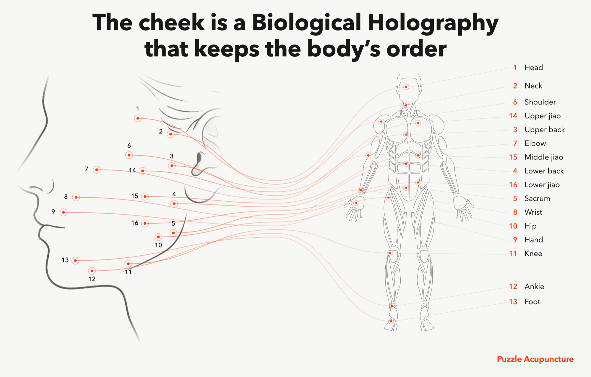Cheek acupuncture map connecting cheek points to regions of the body
